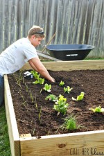 Raised garden beds - ABFOL
